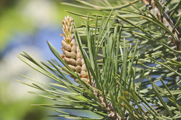 Αρσενικά Κουκουνάρια Pinus Sylvestris Γύρη Πεύκου Είναι Επιθετικό Αλλεργιογόνο Επιλεκτική — Φωτογραφία Αρχείου
