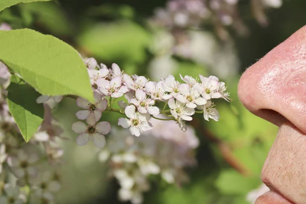 Man Sniffs White Inflorescences Bird Cherry Male Nose Pistils Stamens — Stock Photo, Image