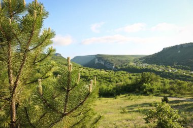Avusturya çam ağacının (Pinus nigra) genç çekimleri Karalez Vadisi 'nin arka planında, Bakhchisarai Bölgesi, Kırım, Rusya.