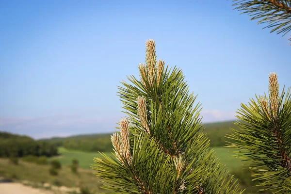 Młode Pędy Sosny Austriackiej Pinus Nigra Duże Drzewo Iglaste Wiecznie — Zdjęcie stockowe