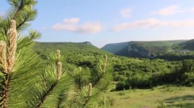 Avusturya çam ağacının (Pinus nigra) çekimleri Karalez Vadisi, Bakhchisarai Bölgesi, Kırım, Ukrayna.