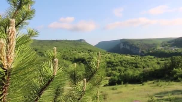 Jonge Scheuten Van Oostenrijkse Dennen Pinus Nigra Tegen Achtergrond Van — Stockvideo