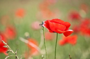 Baharda büyük kırmızı haşhaş tomurcukları. Haşhaş tarlası. Çayırdaki kırmızı çiçekler, yakın plan..