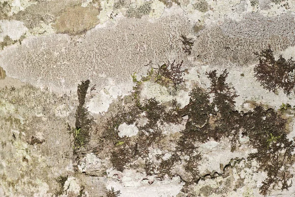 Texture Bark Beech Tree Small Patches Moss Lichen — Stock Photo, Image