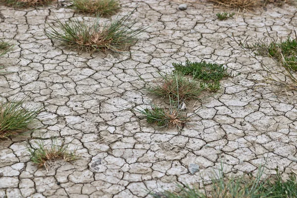 Terreno Agrietado Por Sequía Con Arbustos Hierba Concepto Crisis Del — Foto de Stock
