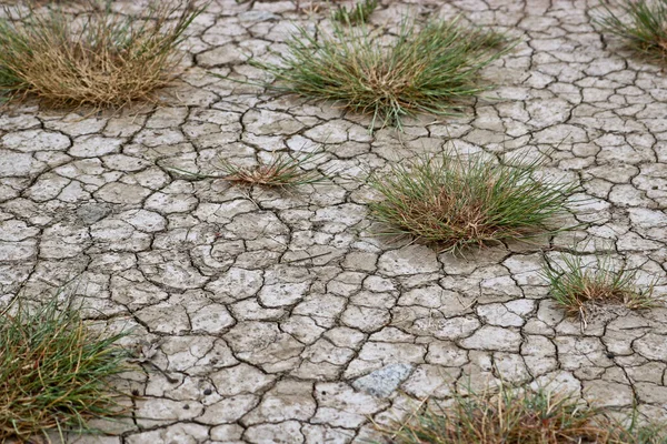 Terreno Agrietado Por Sequía Con Arbustos Hierba Concepto Crisis Del — Foto de Stock