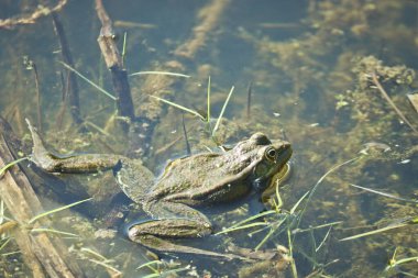 Gölet suyundaki güzel kurbağa, Marsh kurbağası (Pelophylax ridibundus).