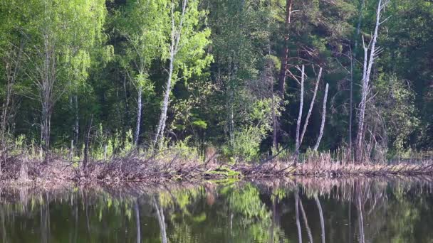 Wiosenny Krajobraz Jezioro Leśne Pieśń Godowa Żab Bagiennych Żaba Wrzosowiskowa — Wideo stockowe