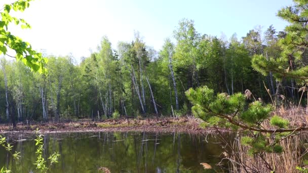 Jarní Krajina Lesní Jezero Písnička Páření Bahnitých Žab Bahenní Žába — Stock video