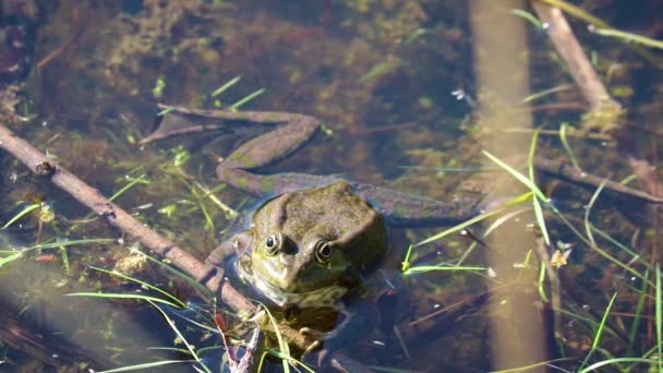 Moor Frog Rana Arvalis Nafoukne Svůj Hlasivkový Vak Zvučný Hrdelní — Stock video