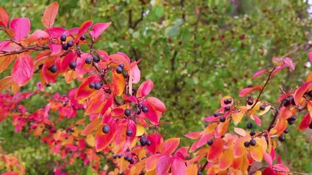 印度夏天是一个红色的 多种颜色的铜绿叶子在风中摇曳的背景 循环视频 — 图库视频影像