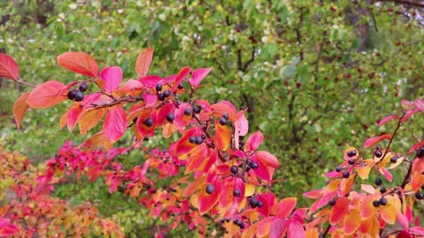 Indian Summer Είναι Ένα Φόντο Κόκκινων Πολύχρωμων Φύλλων Βαμβακιού Που — Αρχείο Βίντεο