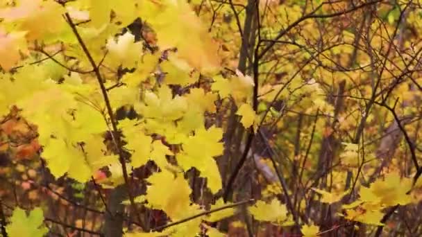 Indian Summer Est Fond Feuilles Érable Canadiennes Multicolores Qui Ondulent — Video