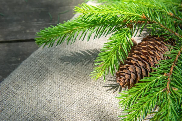 Green spruce branch fir tree with a cone on the rude burlap background — Stock Photo, Image