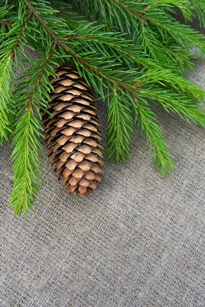 Green spruce branch fir tree with a cone on the rude burlap background — Stock Photo, Image