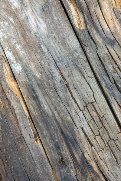 Texture of natural old board. Background — Fotografia de Stock