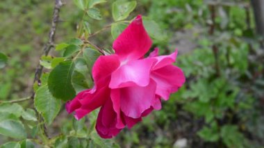 Rüzgarda kırmızı gül çiçeği. HD video görüntüleri