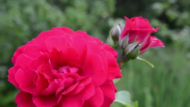 Czerwony kwiat róży na wietrze. Kamera statyczna wideo HD — Wideo stockowe