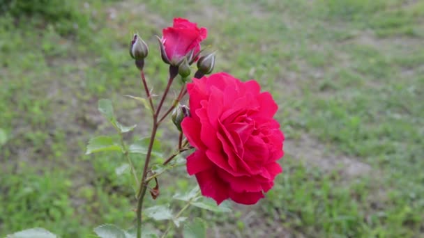 Fleur rose rouge en plein air sur le vent. Vidéo HD caméra statique — Video