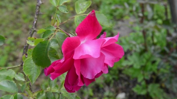 Fleur rose rouge au vent. Vidéo HD des séquences — Video