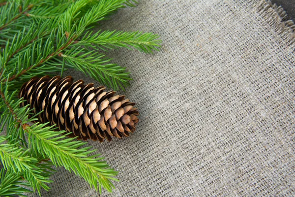 Green spruce branch fir tree with a cone on the rude burlap background — Stock Photo, Image