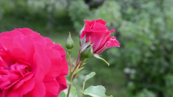 Bunga mawar merah pada angin. Rekaman video HD — Stok Video