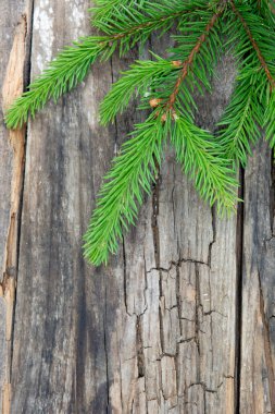 Eski ahşap masa zemininde yeşil ladin ağacı