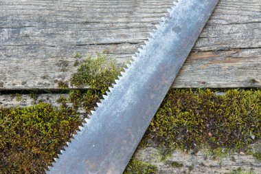 Yosun kaplı eski tahtaların ahşap zemininde eski el yapımı testereler. Rustik resim