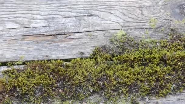 Oude gebarsten achtergrond van de houten plaat met mos — Stockvideo