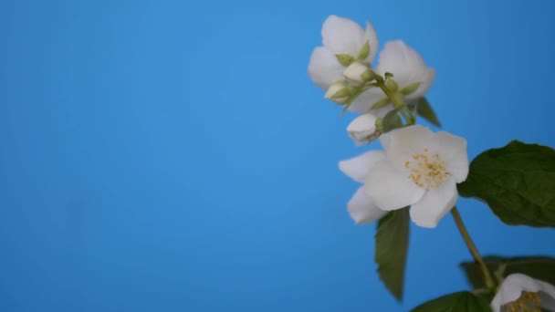 Een tak van bloeiende jasmijn tegen de blauwe achtergrond. — Stockvideo