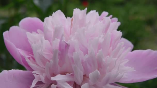 Une fleur de pivoine rose dans le jardin à proximité. La vidéo est une caméra statique. — Video