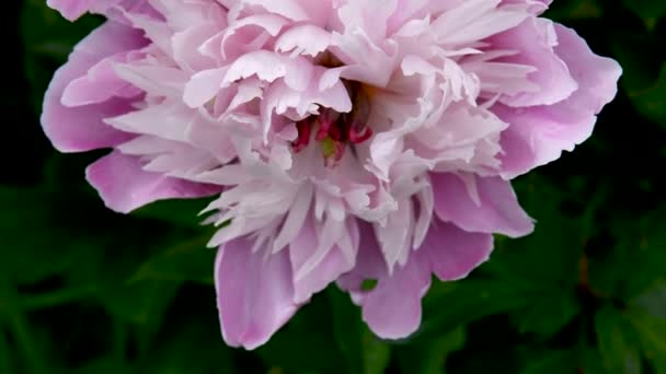 Un fiore di peonia rosa in giardino da vicino. Il video è una telecamera statica. — Video Stock
