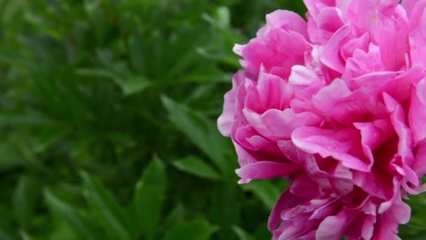 Ένα ροζ λουλούδι παιώνιας στον κήπο από κοντά. Το βίντεο είναι στατική κάμερα. — Αρχείο Βίντεο