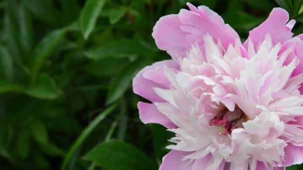 Een roze pioenroos bloem in de tuin close-up. De video is statische camera. — Stockvideo