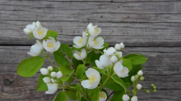 A branch of flowering jasmine against the background of old wooden boards. — Stock Video