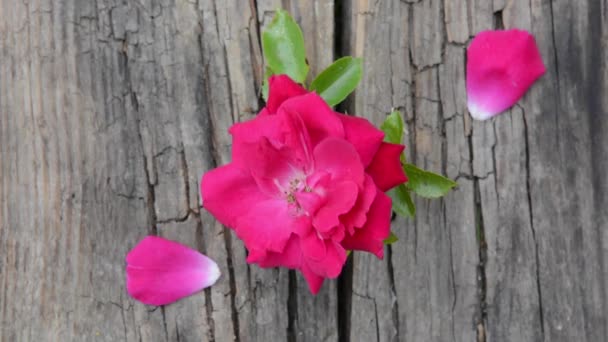 Rosa roja en el viento. Fondo de madera HD video filmación cámara estática — Vídeos de Stock