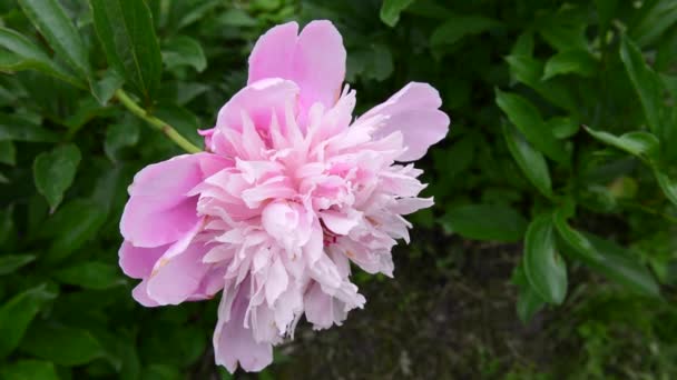 O floare de bujor roz în grădină se închide. Videoclipul este o cameră statică . — Videoclip de stoc