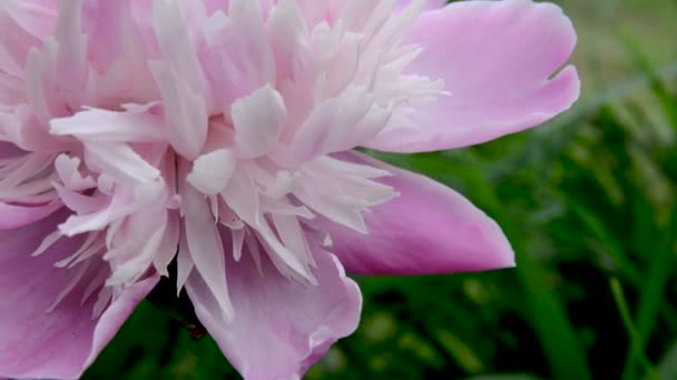 Рожева квітка півонії в саду крупним планом. Відео статична камера . — стокове відео