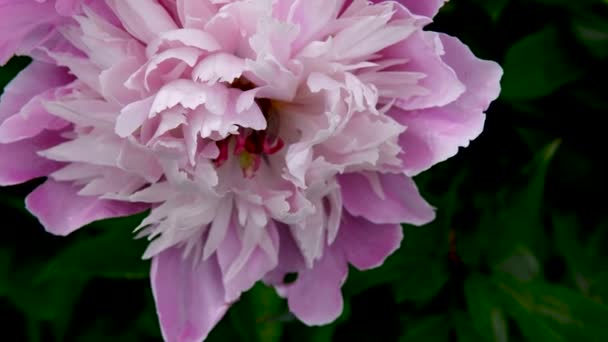 정원에 있는 분홍색의 조랑말 꽃 이 가까이 있습니다. 영상은 정적인 카메라입니다.. — 비디오