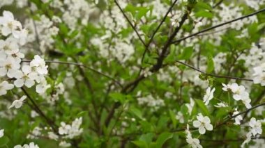 Baharda kiraz çiçeği ağacı. Hareket kamerasının yatay panoraması 4k video