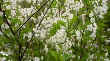 Baharda kiraz çiçeği ağacı. 4k video kamerasının dikey panoraması