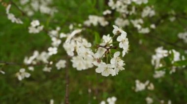 Rüzgâr hareketinde bahar dallarında kiraz çiçekleri açar. Statik kamera görüntüsü 4k