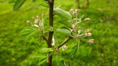 Baharda pembe genç elma ağacının tomurcukları. Rüzgarda açan bir ağaç. Durağan kamera..