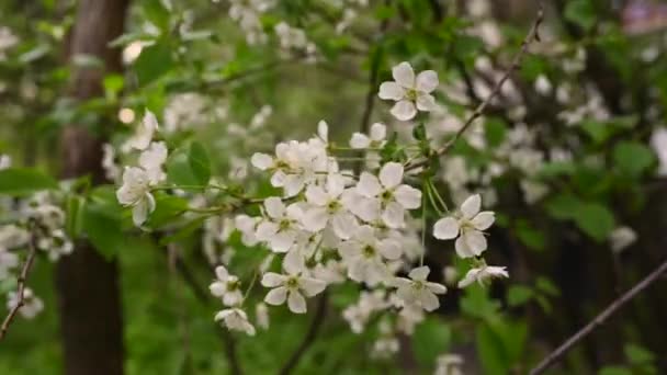 벚꽃은 바람에 나부끼는 가지처럼 봄철에 핀다. 정적인 카메라 영상 4k — 비디오