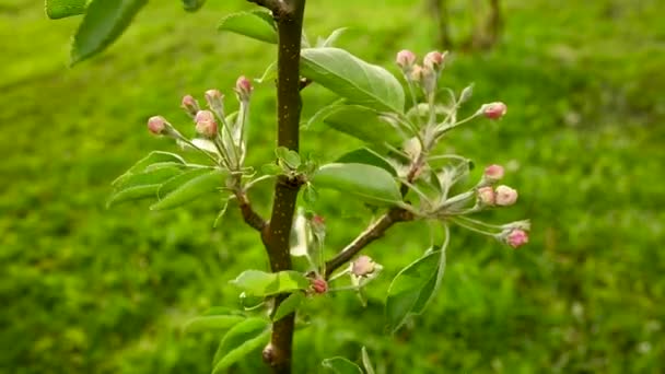 Бутони рожевої молодої яблуні навесні. Дерево, що розквітло на вітрі. Статична камера . — стокове відео