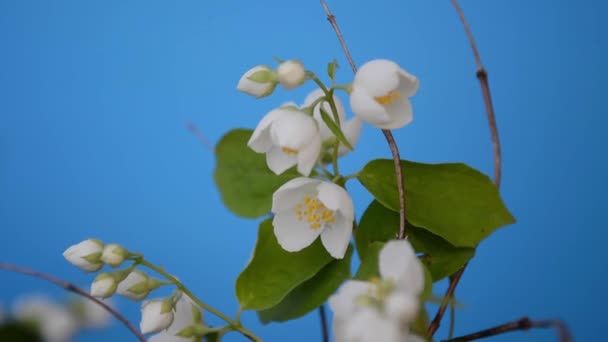 Un ramo di gelsomino fiorito sullo sfondo blu. — Video Stock