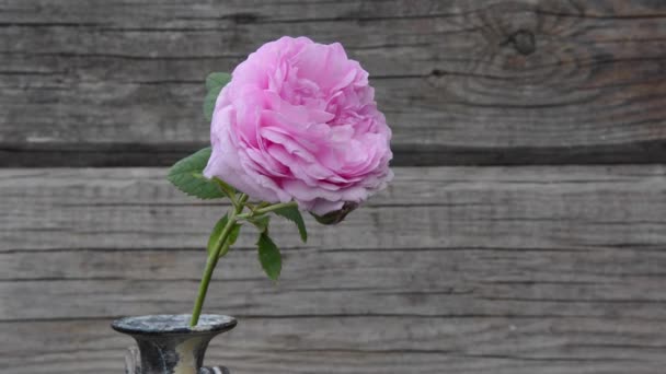 Roze roos in een vaas tegen de achtergrond van houten planken — Stockvideo