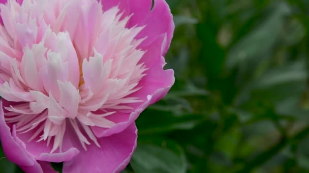 Uma flor de peônia rosa no jardim de perto. O vídeo é câmera estática. — Vídeo de Stock