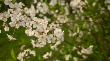 Rüzgâr hareketinde bahar dallarında kiraz çiçekleri açar. Statik kamera görüntüleri 