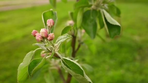 春天,粉色小苹果树的嫩芽.一棵树在风中绽放.静态相机. — 图库视频影像